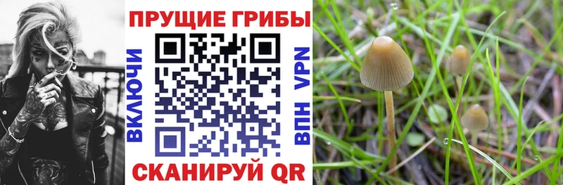 маркетплейс телеграм  Бородино  Галлюциногенные грибы GOLDEN TEACHER 